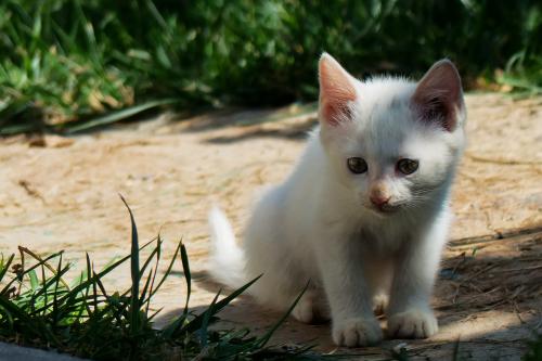 ж! 2020սͼ:48ɽ ¹ű